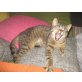SOFIA, Tierschutz - Katze