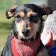 SOFIA - Ubeda, Terrier-Mischling, kastriert - Hündin