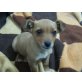 SOFIE, Pflegestelle Nähe Wien, Mix Welpen - Hündin