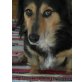 SOKRATES - Pflegestelle Tirol, Herzensbrecher - DACKEL-SPITZ-Mix - Rüde