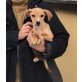 SONNY (4 Monate), Chihuahua - Pinscher Mischlingsrüde - Rüde
