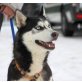 SOOKIE, Huskyhündin  - Hündin
