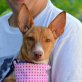 SOPHIE - Ubeda, Podenco - kastriert - Hündin