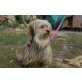 SORA 2, Pflegestelle Wien, KUSCHELMAUS - Lhasa-Apso-Mix - Hündin