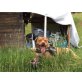SOS!! DRINGEND - Roy (PS-Kärnten) sucht dring - Rüde