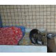 SOS!! Der liebe Hundesenior BENY (bea) sucht  - Rüde