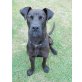 SOS: Doggenmix PABLO (m) sucht neues Zuhause! - Rüde