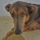 SOS: Geliebte NUCA (w) sucht Zuhause! - Hündin