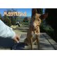 SOS: Goldige Matriuska (w) sucht Zuhause! - Hündin