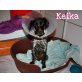 SOS: Hundemädchen KEIKA (w) sucht Zuhause! - Hündin