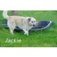 SOS!! Jackie( PS NÖ) Mischling sucht dringend - Rüde