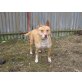 SOS!! Kitty (bea-fil) sanftmütige Pitbullmisc - Hündin