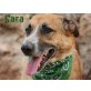 SOS: SARA ,  EIN ABSOLUTER TRAUMHUND! - Hündin