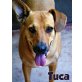 SOS: Unsere goldige TUCA (w)  sucht Zuhause! - Hündin