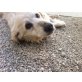 SOTTO ein ganz armer Junge, Retriever - Mix - Rüde