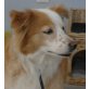 SOURI, Pflegestelle Wien, Bordercollie-Mix - Hündin