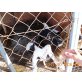 SPAD sucht dringend Lebensplatz!! - Rüde