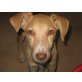 SPAIK, Vizsla-Mix - Rüde