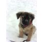 SPARKY 6, Pflegestelle Wien, Neufundländer-Mix Welpen - Rüde