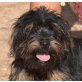 SPARKY, Tibet Terrier Mix, unkastriert - Rüde