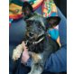 SPARKY, Yorkshire-Mix - Rüde
