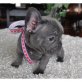 SPECIAL UND BEAUTIFULL FRENCH BULLDOG Welpen , Französische Bulldogge - Hündin