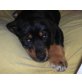 SPECKY, Bernersennenhund, Pflegestelle OÖ Welpen - Rüde