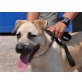 SPENCER 2, Pflegestelle Wien, Labrador-Schnauzer-Mix - Rüde