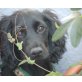 SPOOKY, Spanielmix,Pflegestelle OÖ Welpen - Rüde