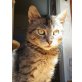 SPOOKY, Tierschutz - Kater