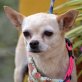 SRAWBERRY - Linares, Chihuahua-Mischling, kastriert - Hündin