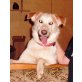 STANKO (Bobby) sucht sportliche Menschen, Labrador - Rüde