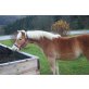 STARBRHIT, Haflinger - Hengst