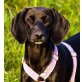 STEFANIA , Pflegestelle Wien, zuckersüße, hübsche Pinscher-Jagdhundmix - Hündin