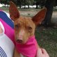 STELLA, Mini-Podenco - kastriert - Hündin