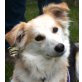 STELLA, Mix - Hündin