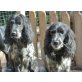 STELLA & STELLITA, möchten endlich ein Zuhause /Cock.Spaniel - Hündin
