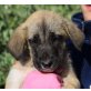 STEVE - Ubeda, Herdenschutzhund-Mix - unkastriert Welpen - Rüde