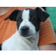 STEVENS, Staffordshire Bullterriermix,Pflegestelle Wie Welpen - Rüde