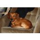 STITCH, Pflegestelle Wien, liebenswerter, neugieriger PINSCHER-Mix - Rüde