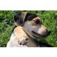 STITCH, problemloser Hundewelpe NÖ - Rüde