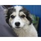 STOFFEL, Spitz/Spanielmischling,Pflegestelle Wien Welpen - Rüde