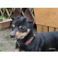 STOFFEL, kleiner Mann ganz groß/Pinscher-Mischlg - Rüde
