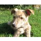 STRIPY, Whippet/Terriermischling,Pflegestelle Nö Welpen - Rüde