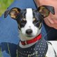 STROLCHI - unkastriert, Jack-Russell (Mischling?) Welpen - Rüde