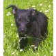 STRUPI, Schnauzermix, Pflegestelle OÖ Welpen - Rüde