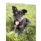 STUCO, Schnauzermix - Rüde