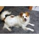 STUPSY, Cavalier King Charles / Sheltie Mischling - Rüde