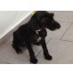 STYLE, sucht Zuhause m.Friseur/span.Wasserh.Mix - Rüde