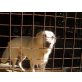 STYX sanftes liebes Mädchen, Maremmaner Hirtenhund - Hündin